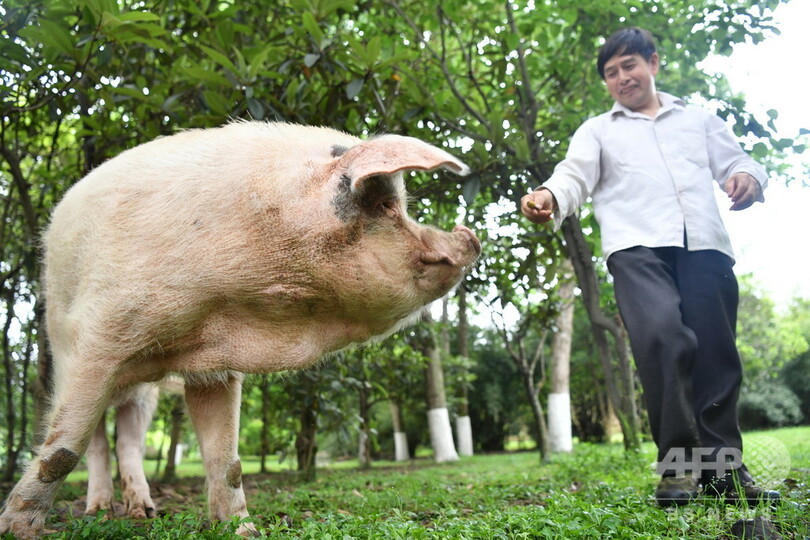 四川大地震で生き延びたブタ、けが乗り越え毎日散歩