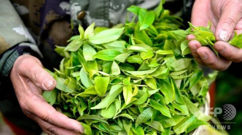 春の茶摘みの季節、茶産業が農民の収入を増やす 中国・桂林市