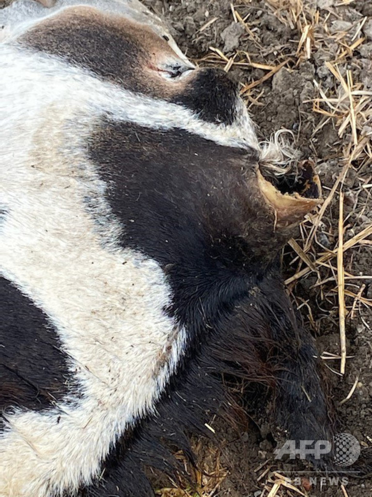 馬の生殖器や体の一部切断相次ぐ、初の逮捕者 仏