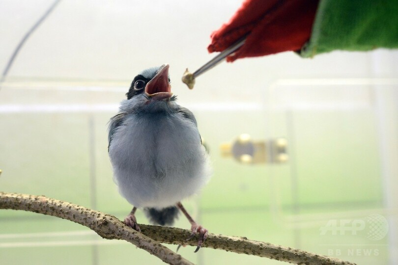 パペットが親代わり、絶滅危惧種タンビヘキサンのひな チェコ