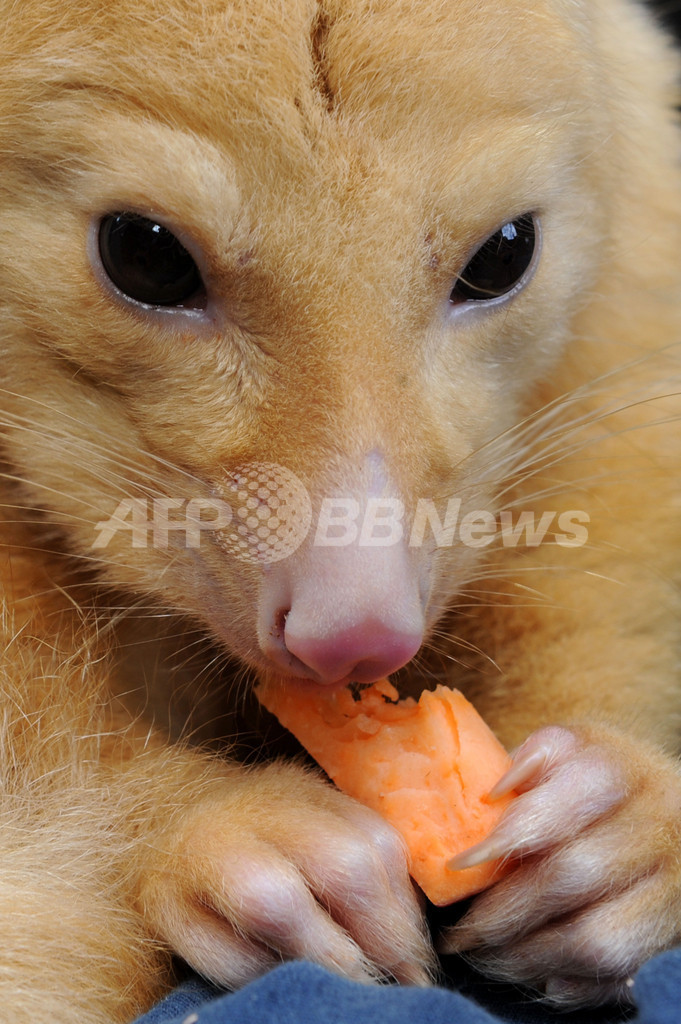 オーストラリアの全国絶滅危惧種デー、コアラやタスマニアデビル展示