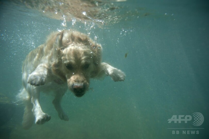 暑い夏は泳いで乗り切る？スペインのワンちゃん