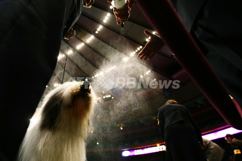 ついに開幕、世界最大級のドッグショー