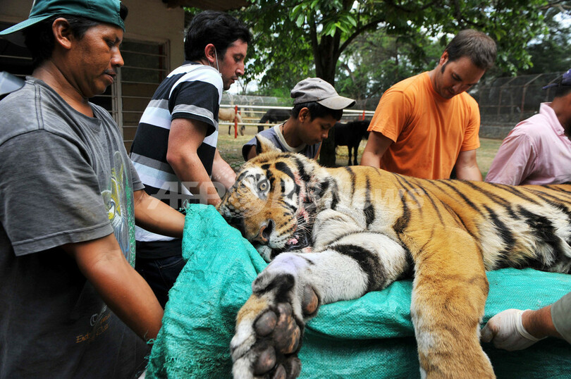 猛獣トラが歯の治療でぐったり、コロンビア