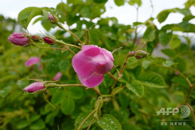 ディオールの香り作るバラ、マスク姿で収穫 仏グラース
