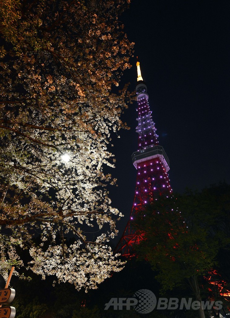 「桜色」の東京タワーと満開の桜