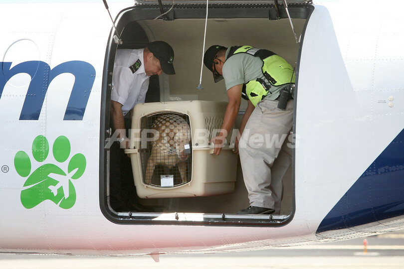乗り心地はいかが？ペット専用飛行機が就航 米国