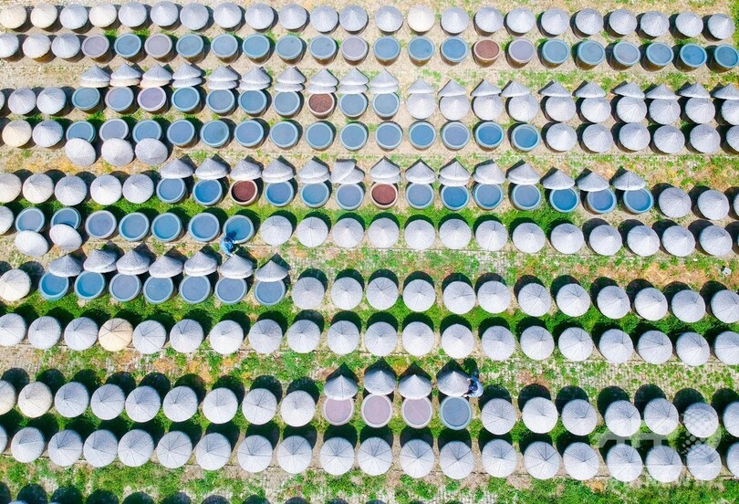 伝統そのまま…無形文化遺産の「老醤油」 春の天日干し 中国・江蘇