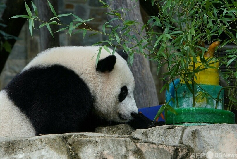 米首都のパンダ2歳に 特製ケーキでお祝い