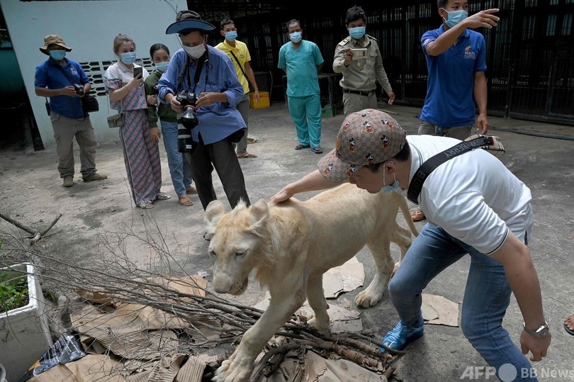 保護された密輸ライオン、首相の一声で中国人飼い主の元へ カンボジア
