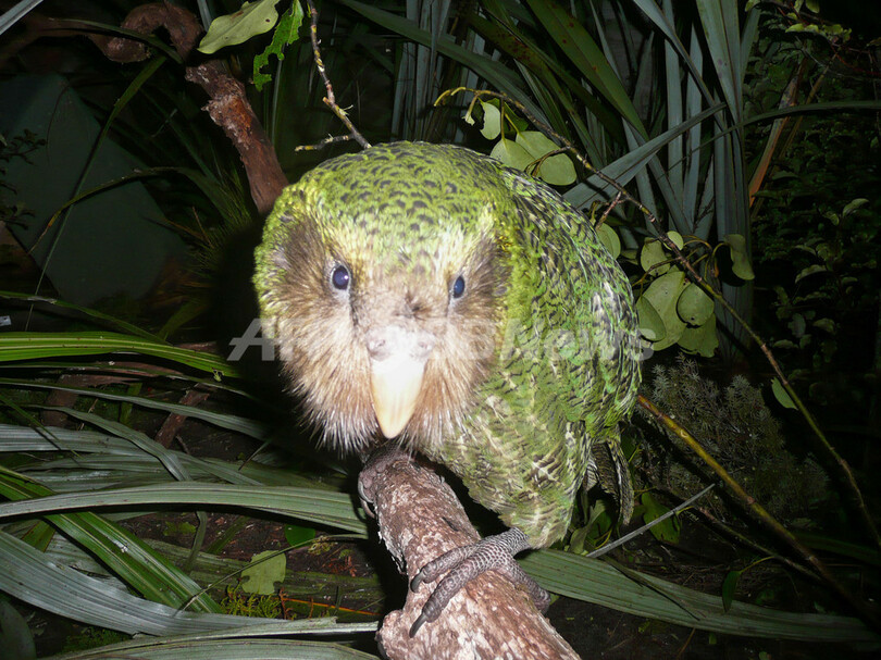 絶滅の危機にひんする飛べないオウム、フクロウオウム