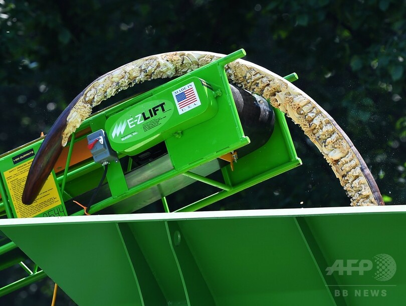 ゾウを密猟から救え！ 米NYで象牙粉砕するイベント