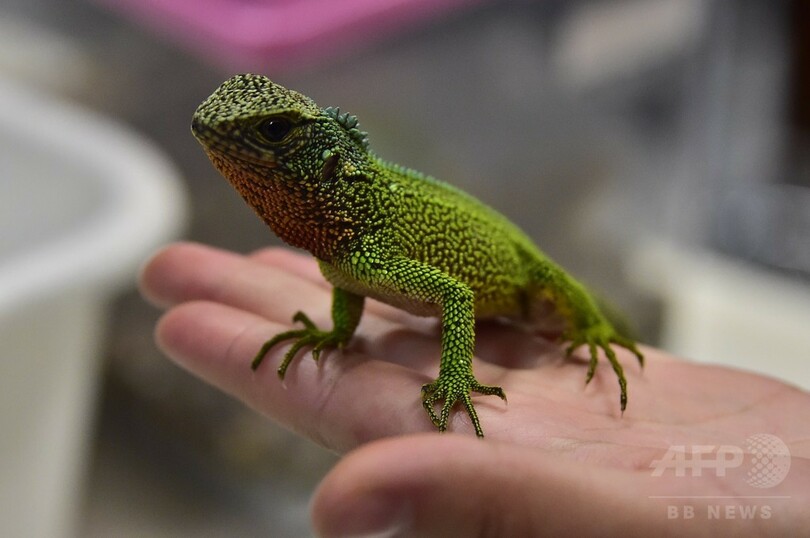 まるで「ミニゴジラ」、熱帯アンデスで新種のトカゲ3種を発見