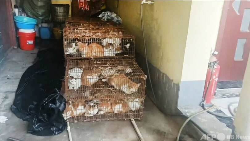食肉処理前の猫150匹を保護、大半がペットか 中国