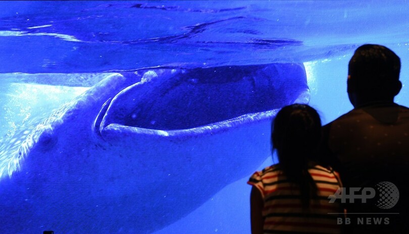 銀座を泳ぐ沖縄の魚たち、「ソニー アクアリウム」開幕