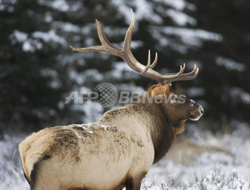 バンフで出会った動物たち