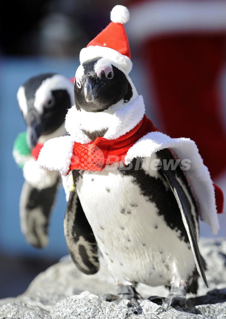 ペンギンもクリスマス気分!? 八景島シーパラダイス
