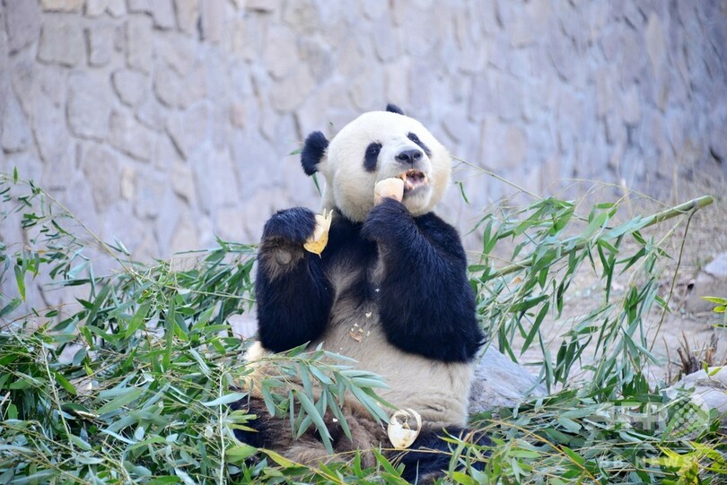 ぽかぽか日なたぼっこ 北京動物園のジャイアントパンダ