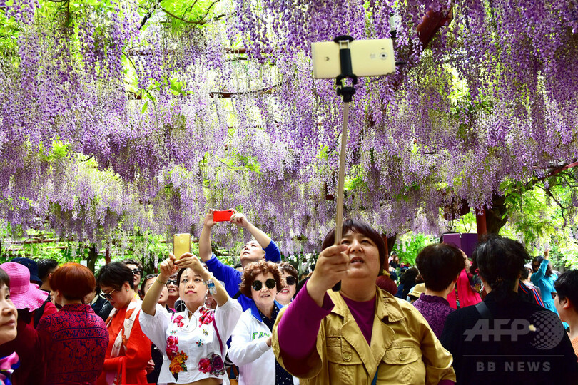 淡い紫のカーテン上海嘉定紫藤園でフジが満開