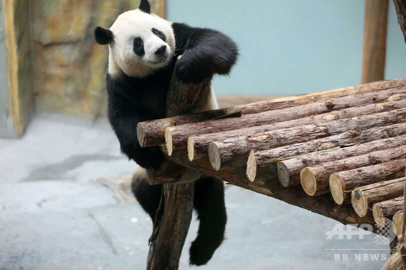 チベット高原に初の「パンダ館」がオープン