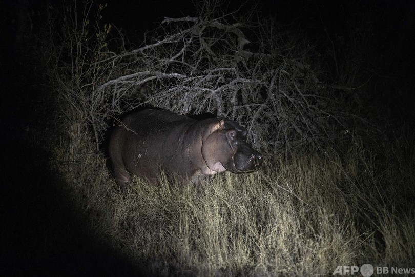 柵のない広大な保護区で生きるライオン 観光客誘致も 南アフリカ