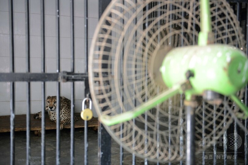 気温40度、暑くてかなわないクマ！ インド南部