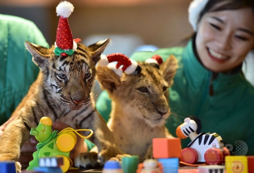 子ライオンと子トラ 生後100日目のクリスマス 韓国 写真4枚 国際ニュース Afpbb News 子ライオンと子トラ 生後100日目のクリスマス 韓国 写真4枚 国際ニュース Afpbb News