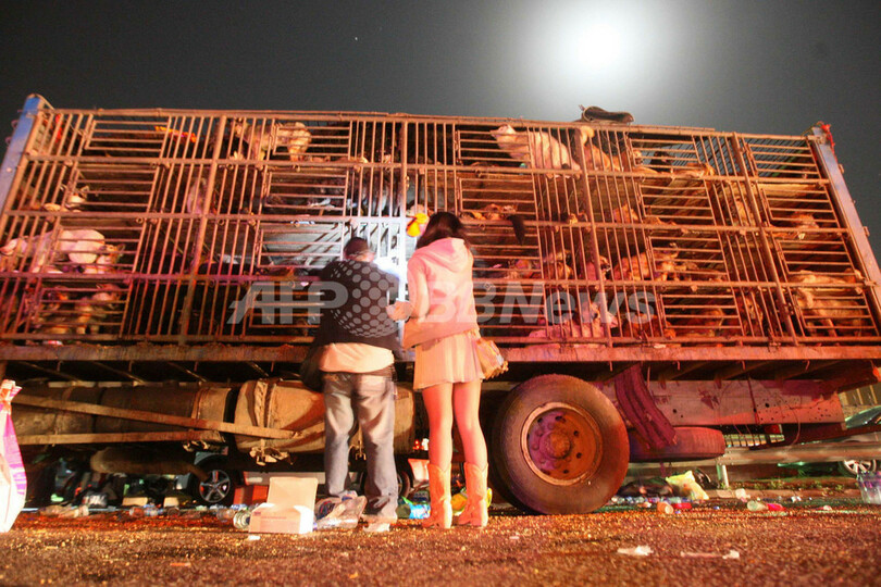 北京の高速でトラックから犬500匹救出