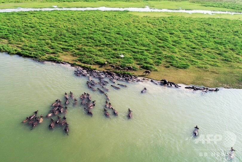 川を泳いで草をはみに行く水牛の群れ 四川・蓬安