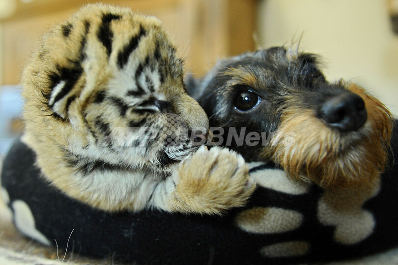 母親に捨てられた赤ちゃんトラ 1歳のイヌが養育 ドイツ 写真2枚 国際ニュース Afpbb News 母親に捨てられた赤ちゃんトラ 1歳のイヌが養育 ドイツ 写真2枚 国際ニュース Afpbb News