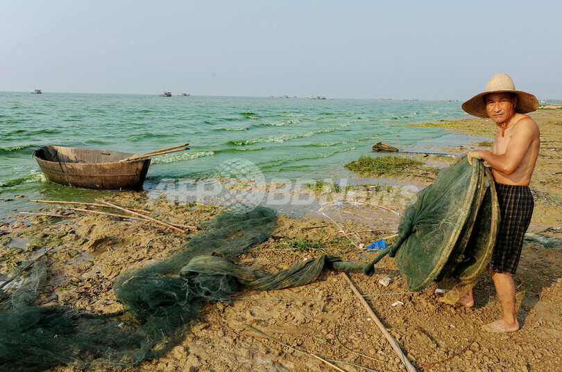 緑藻の増殖止まらず、中国東部沿岸