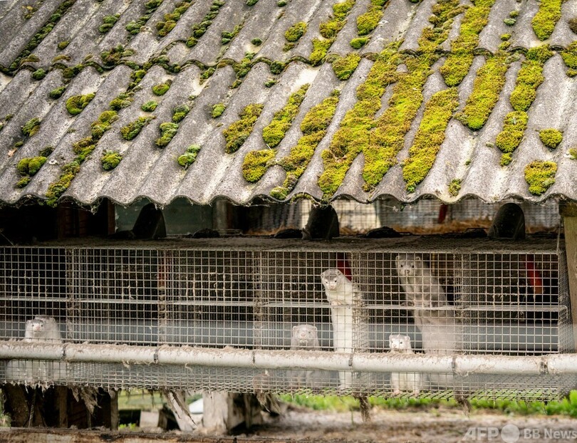 ミンク1500万匹超を殺処分へ 変異型コロナ検出で デンマーク