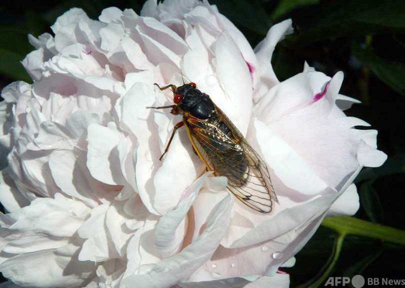 17年に一度の春の異変、セミ大発生に身構える米国人