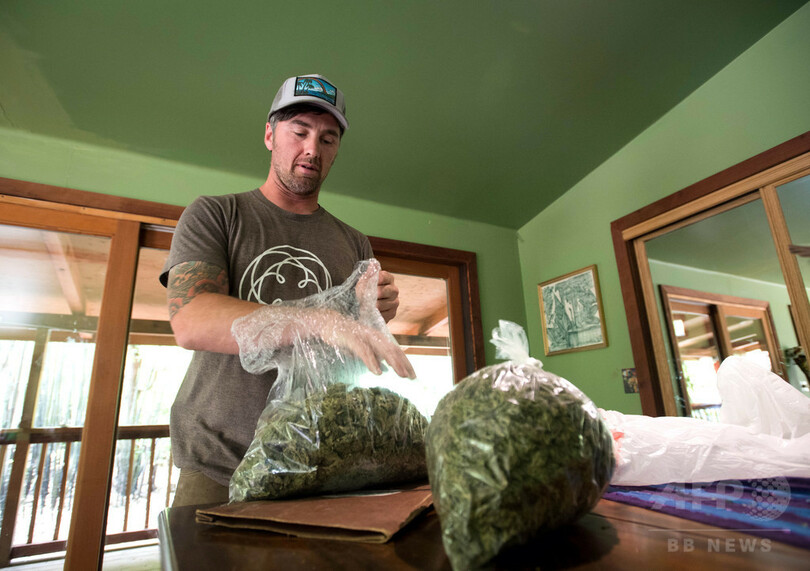 米大麻産業の苦悩─急成長遂げるも依然「完全な現金商売」