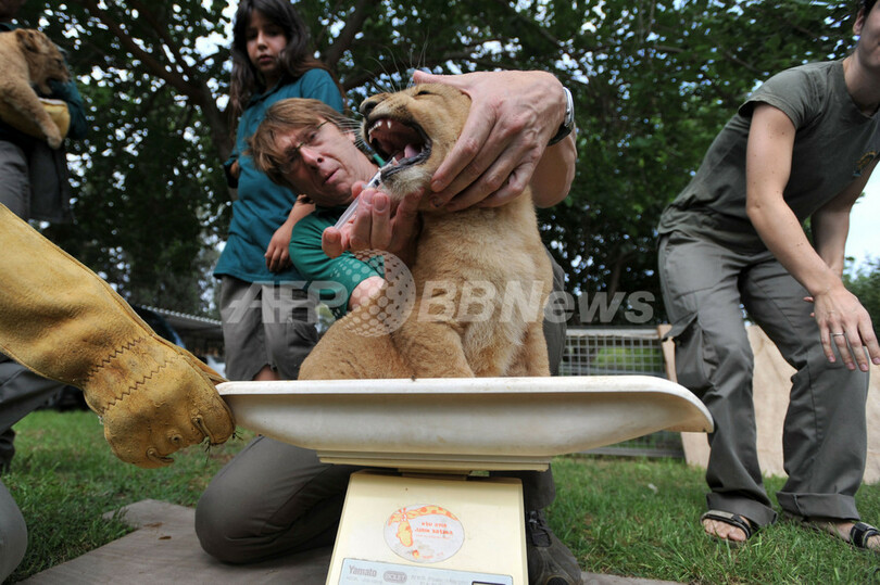 小さくたってガオ～ッ！赤ちゃんライオンの予防接種