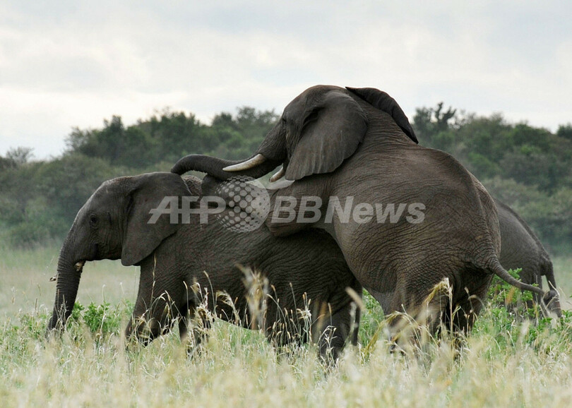 ある日のマサイマラ国立保護区、ケニア