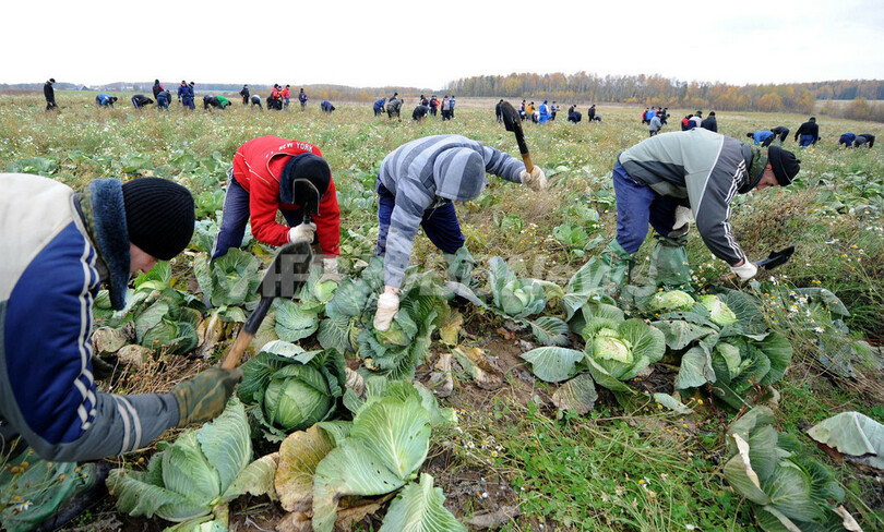 本日の戦場はキャベツ畑、兵士が収穫に協力 ベラルーシ