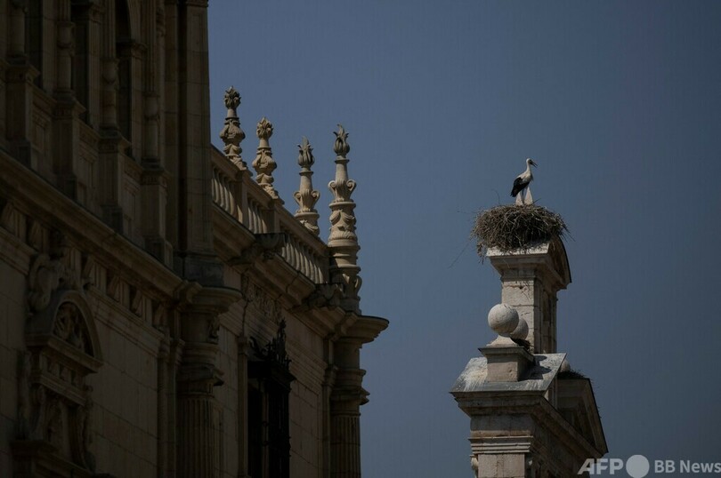 渡りあきらめ…ごみ埋め立て地に生きるコウノトリ スペイン