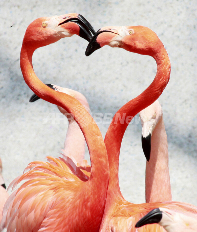 フラミンゴの「ハート」型は求愛の印、埼玉