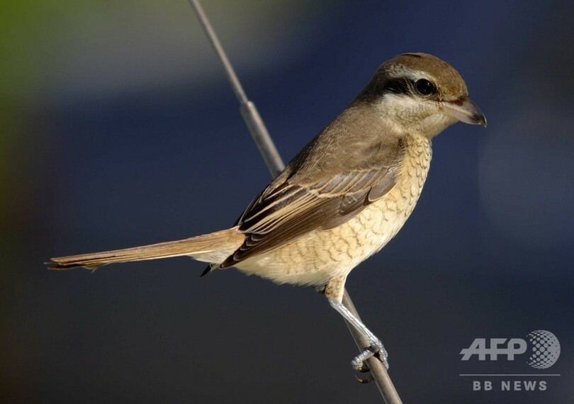 モズの激しい首振り、大きな獲物を仕留める「技」 研究