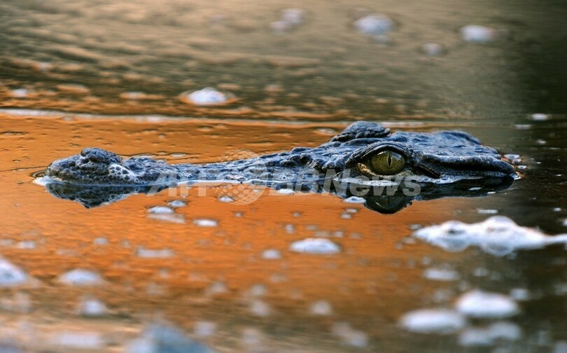 子どもたちが遊んでいた「クロコダイル」の身の毛もよだつ正体