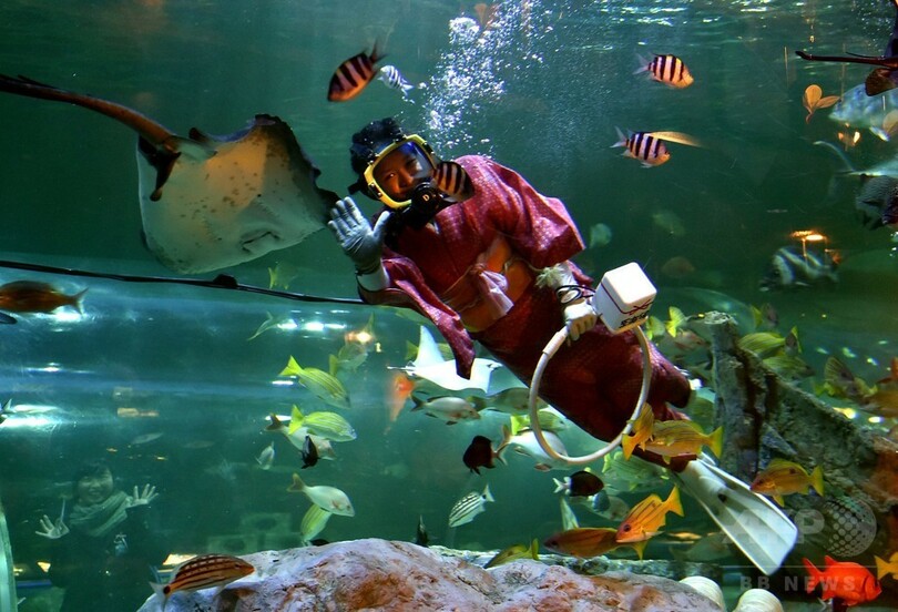 晴れ着姿で餌付けショー、東京・しながわ水族館