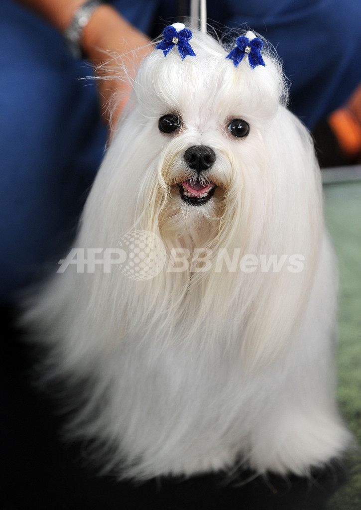 目指せ美犬ナンバーワン! イヌ版ミス・コスタリカ大会