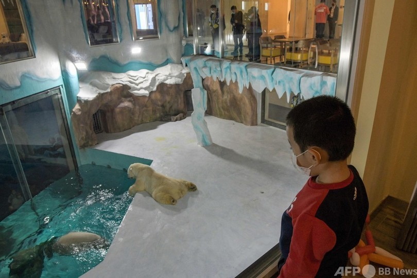 ホッキョクグマに会えるホテル、中国に開業 動物愛護団体が非難