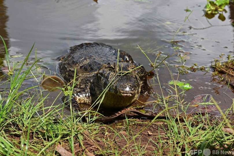 逃げたワニ7頭、商業地区で捕獲 パラグアイ