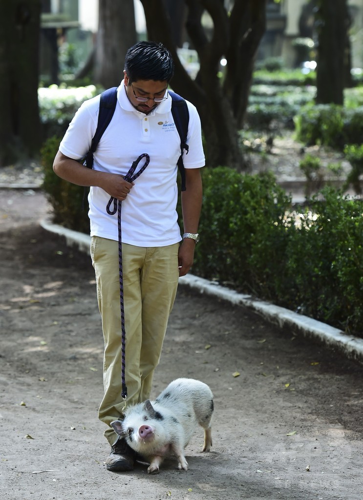 ペットとして大人気、公園を散歩するブタたち メキシコ