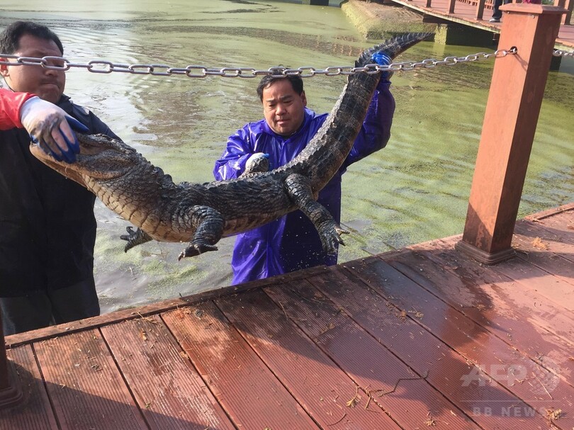 ヨウスコウワニ1万匹、越冬のための「お引越し」　