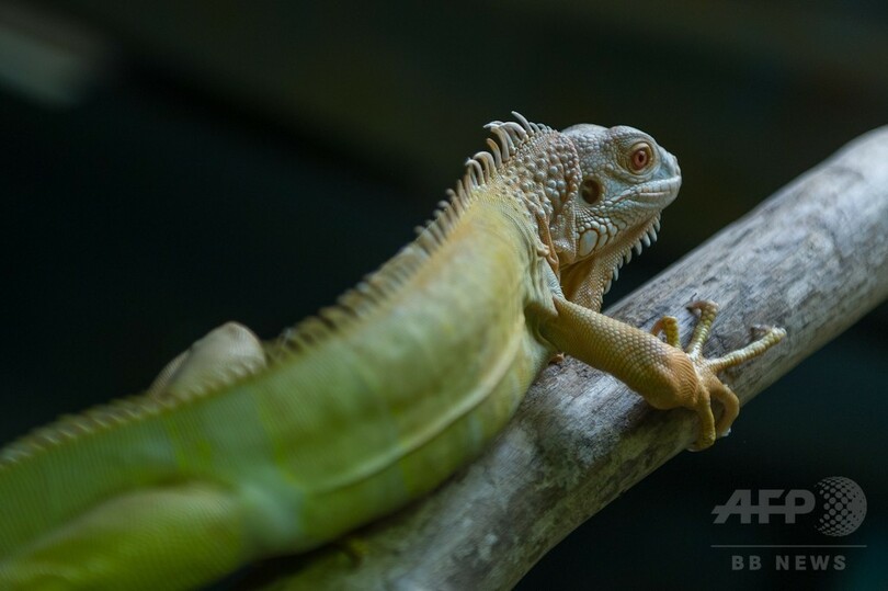 アルビノのグリーンイグアナ、仏動物公園