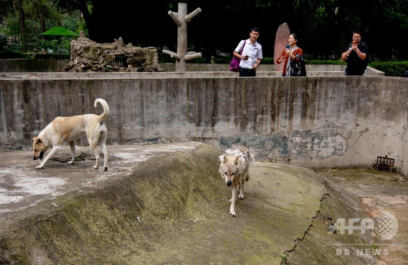 孤独なオオカミ、犬と同居で寂しさ和らぐ 武漢の動物園