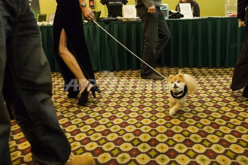 米NYで犬のファッションショー